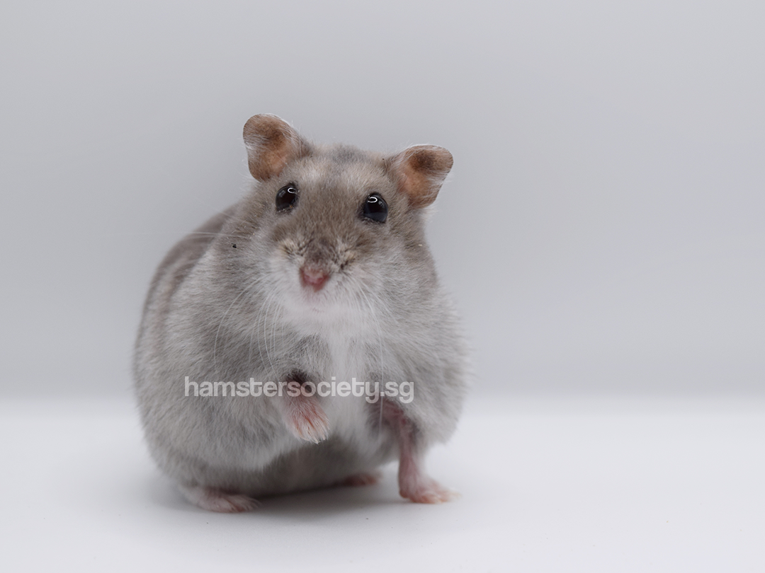 Hamster tomato clearance